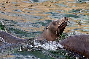 海豹图片大全可爱图片