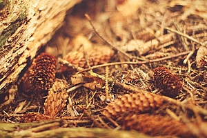 唯美的大树年轮摄影,森林里堆积的木材唯美2K壁纸图片