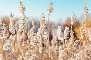 好看的芦苇图片高清壁纸下载