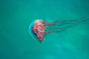 高清水母图片壁纸
