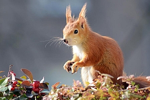 聪明伶俐的红褐色小松鼠图片高清壁纸