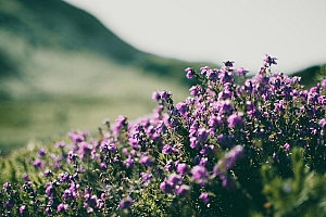 紫色小花图片唯美高清壁纸