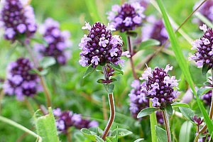 百里香麝香草花朵图片电脑桌面壁纸