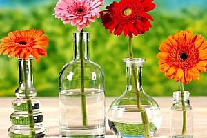 好看的非洲菊花语图片壁纸下载