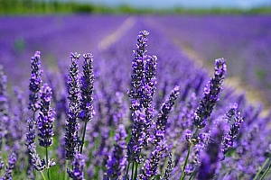 唯美紫色熏衣草图片壁纸