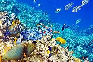 海底世界动态桌面壁纸