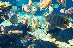 五彩斑斓的海洋鱼群图片 高清晰下载