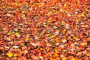 高清枫叶 落叶电脑壁纸图片下载