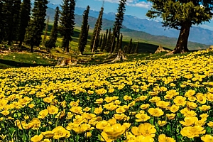 云南金莲花风景桌面壁纸