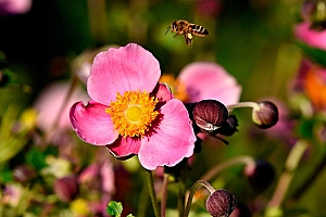 银莲花花语图片电脑桌面壁纸