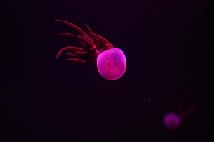 好看的水母图片唯美高清图片