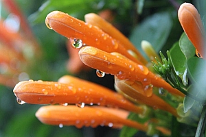 清晨花朵上的露水图片壁纸大全