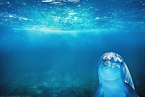 蓝色海洋海豚动物图片