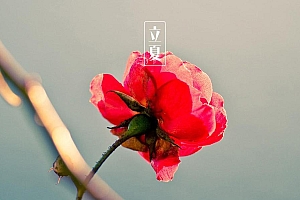二十四节气立夏花朵背景桌面壁纸图片