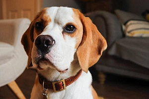 可爱的米格鲁猎兔犬图片高清壁纸下载