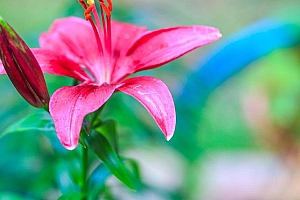 高清百合花图片电脑桌面壁纸