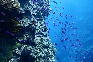 海底的鱼群图片手机背景下载