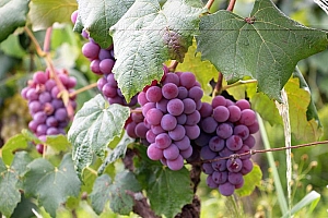 葡萄高清图片壁纸