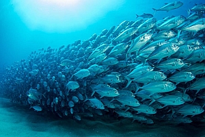 海底鱼群动态桌面壁纸