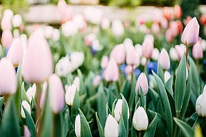 小清新白色郁金香花朵高清壁纸图片大全