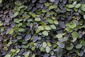 好看的墙壁上的爬藤图片图片壁纸