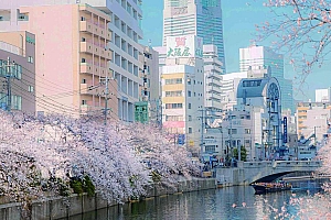 城市护城河盛开的樱花图片壁纸大图