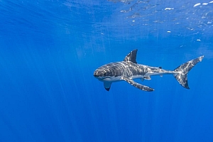 深海中游走的大鲨鱼图片壁纸