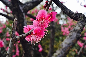 早春绿芽萌发桌面壁纸