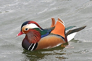 鸳鸯图片大全真实图片壁纸桌面