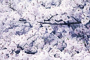 满满的紫丁香花图片高清壁纸