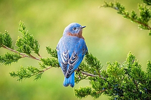 树枝上小鸟图片壁纸下载