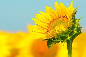 高清向日葵花朵图片桌面壁纸