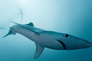 海底的鲨鱼图片高清宽屏壁纸下载