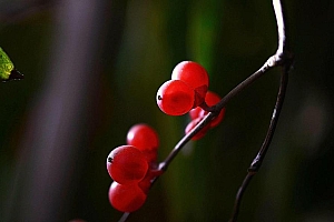 好看的枝头上的红色果实小清新桌面壁纸