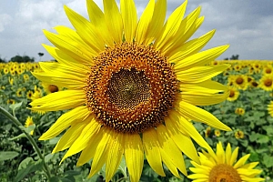 高清自然风景花海图片壁纸