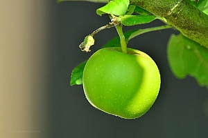 诱人的青苹果高清图片