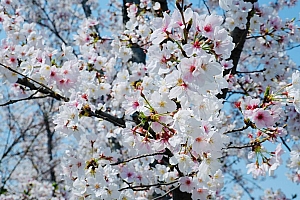 春天洁白的樱花高清壁纸图片