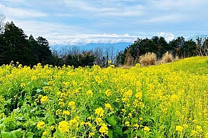 一片金灿灿的油菜花图片电脑壁纸