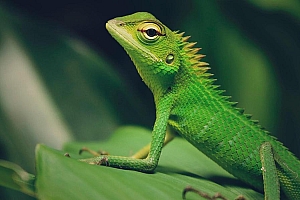 野外的变色龙壁纸图片