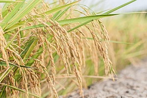 高清水稻图片稻田风景电脑桌面壁纸
