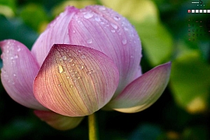 2021年5月鲜艳的荷花日历桌面壁纸