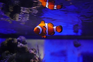 海洋中的小丑鱼图片