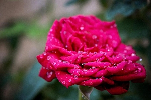 雨后娇艳欲滴的红玫瑰图片高清壁桌面