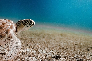 海底的海龟图片高清电脑壁纸