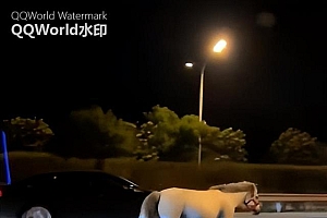 北京四环上马匹夜奔?交警回应