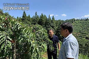 炎陵县:全面助力黄桃产业 促乡村振兴发展