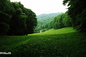 绿色树林背景图护眼风景壁纸