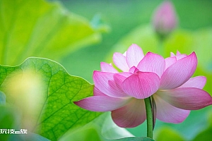 粉色荷花高清壁纸图片