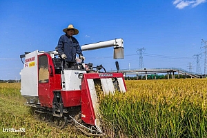 无锡秋收全面启动 “嘉锡优610”示范种植亩产可达850公斤