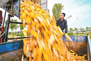 走好中国式农业现代化之路 金秋十月瓜果飘香 神州大地一片丰收景象